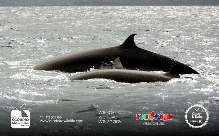 wild life 01 768x480