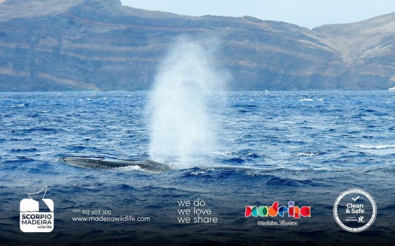 wild life 02 768x480